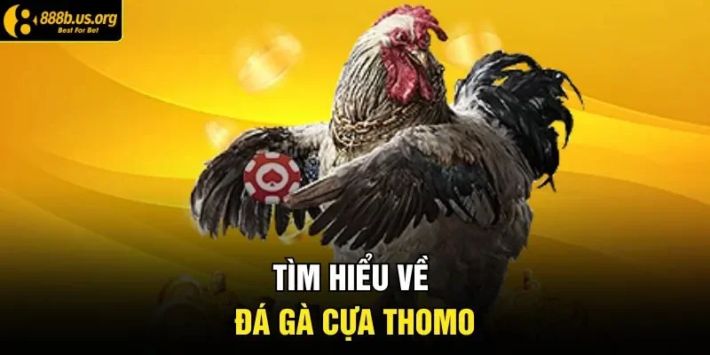 Tìm hiểu về đá gà cựa thomo